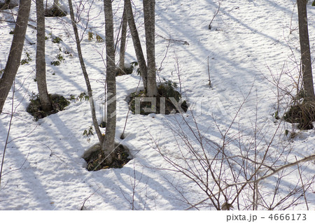 雪根開きの写真素材