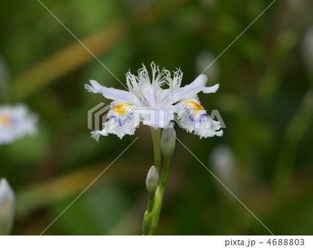 胡蝶花照片素材