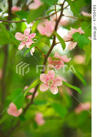 カリンの花 カリン 中国東部原産 安蘭樹の写真素材