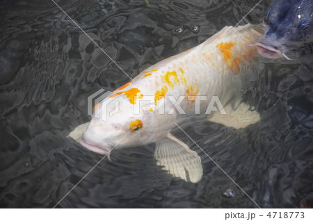 白い鯉の写真素材