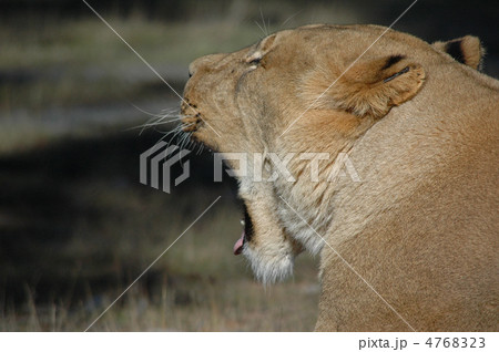 メスライオン 口 猛獣の写真素材