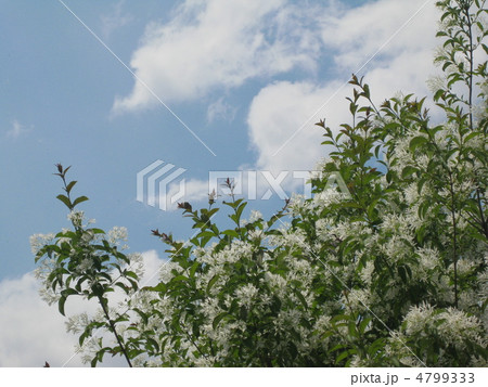 花 マルバアオダモ 丸葉青梻 丸葉あおだもの写真素材