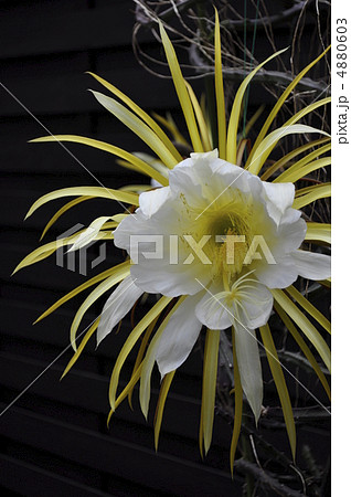 大きい サボテン 世界一 珍しい花の写真素材