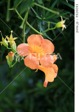 花 かずら オレンジ 夏の写真素材