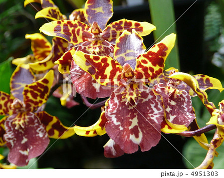 オドントグロッサムの写真素材