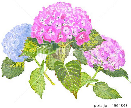 植物 紫陽花 挿絵 ６月のイラスト素材