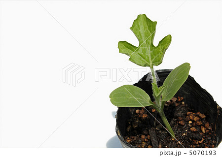スイカ苗 ポリポットの写真素材
