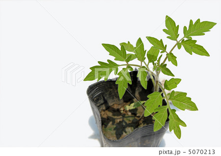 植物 トマト 苗 プチトマトの写真素材