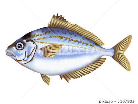ゼンメ ルアー 海水魚 リアル イラストの写真素材
