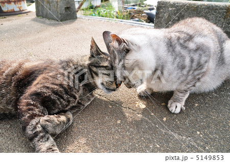 動物 猫 仲良し 頭突きの写真素材