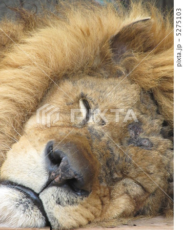 ライオン 寝顔 動物 陸上動物の写真素材 , PIXTA