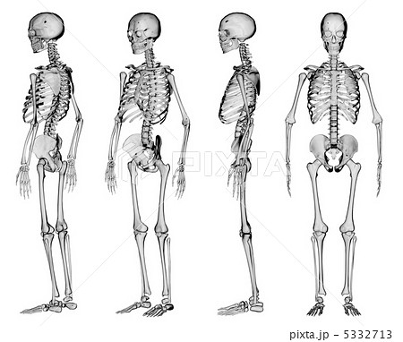 骨 骸骨 白骨 医療 人体模型の写真素材