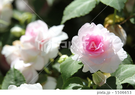 インパチェンス カリフォルニアローズフィエスタの写真素材 インパチェンス カリフォルニアローズフィエスタの写真素材