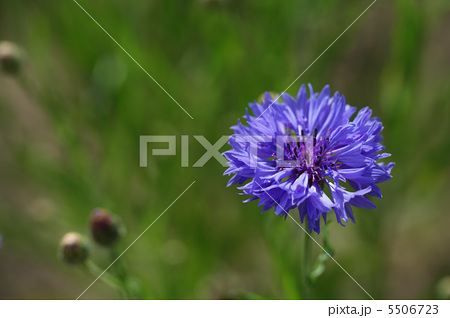 矢車草 ヤグルマソウ 花 季節の写真素材