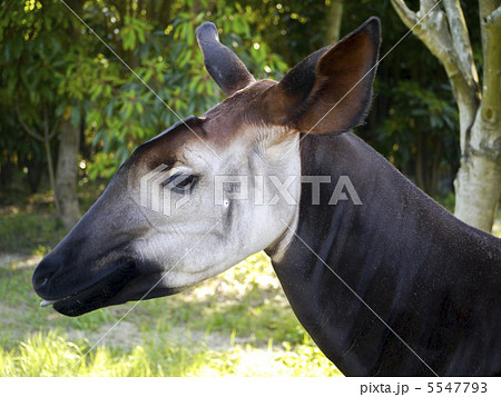 オカピ オカピー 横顔 世界3大珍獣の写真素材