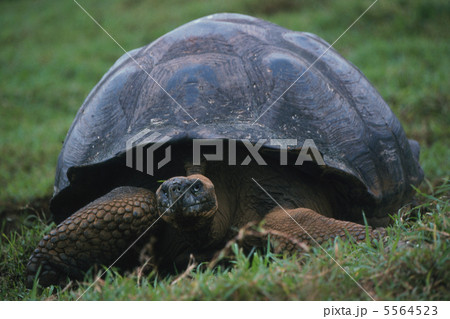 Collcta ガラパゴスゾウガメ rdzdsi3 $_12.JPG?set_id=880000500F