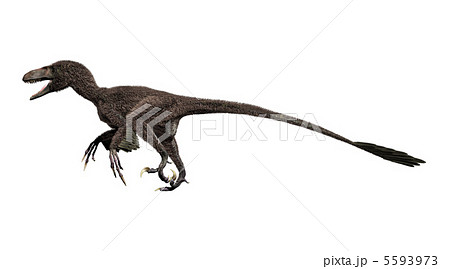 羽毛恐竜のイラスト素材