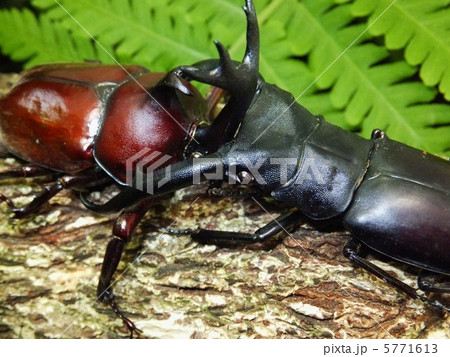 甲虫 クワガタ カブトムシ くわがたの写真素材