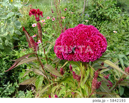 ケイトウ 鶏頭 赤 花壇 丸いの写真素材