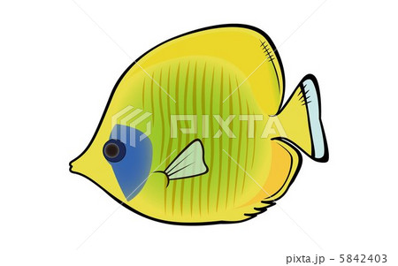 海水魚 レモンピール イラストの写真素材