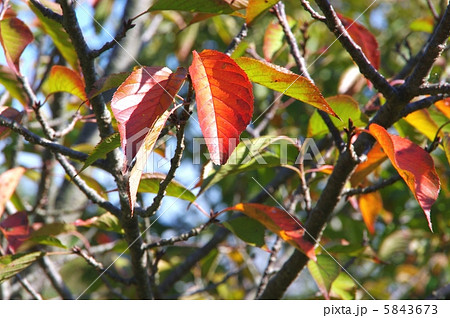 枝先 桜の葉 桜の木 紅葉の写真素材 枝先 桜の葉 桜の木 紅葉の写真素材