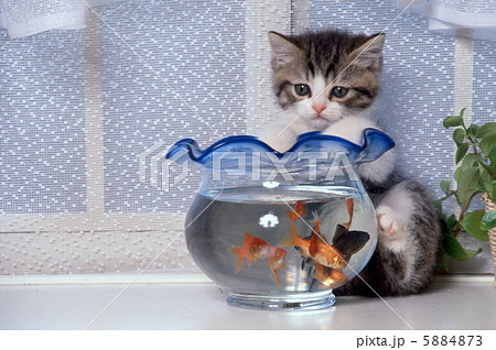 金魚 子猫 金魚鉢 猫の写真素材