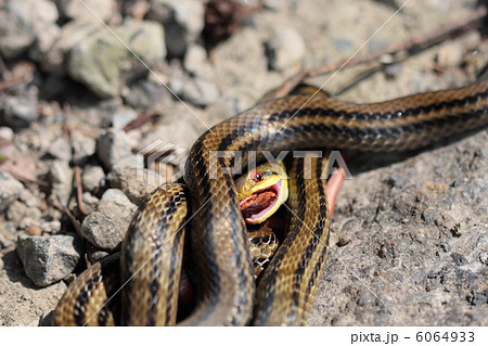 成蛇 共食い ヘビ 縞蛇の写真素材