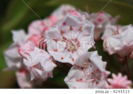 カルミアの花の写真素材