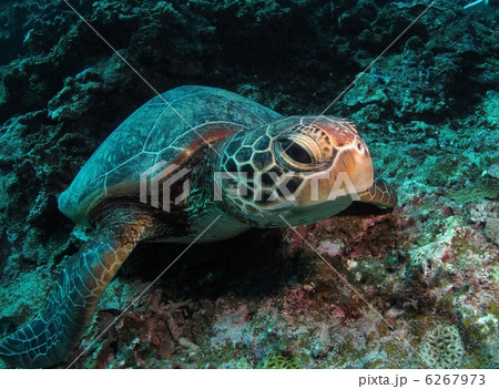 うみがめ ウミガメ 海亀 接近の写真素材