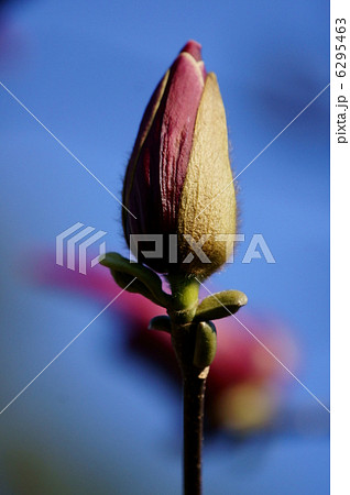 蕾 木蓮 紫木蓮 マグノリアの写真素材 - PIXTA