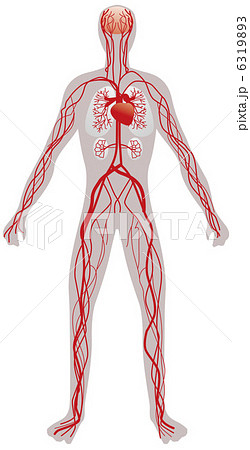 血流 血 体内 循環のイラスト素材