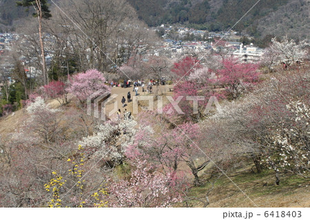 吉野梅郷 秩父多摩甲斐国立公園 青梅市梅の公園の写真素材 - PIXTA