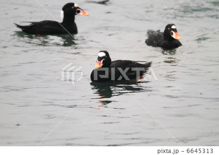 アラナミキンクロの写真素材