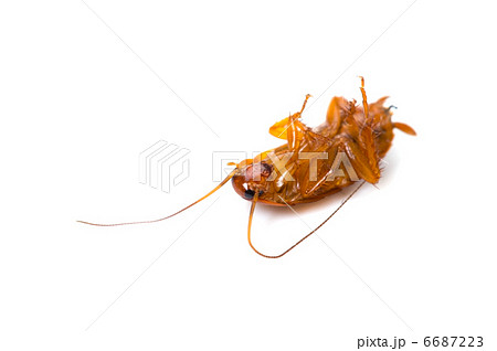 ゴキブリ 幼虫 虫の写真素材