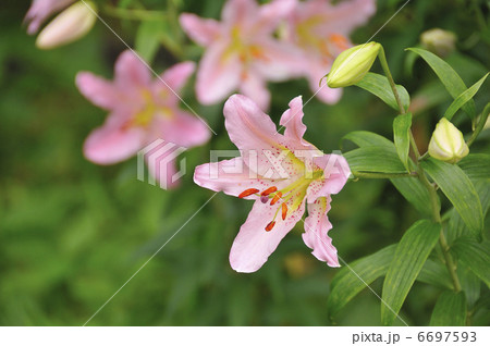 ルレーブ 花の写真素材