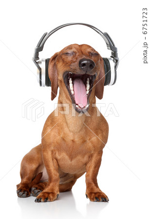 犬 ヘッドフォン イヤホン 舌の写真素材