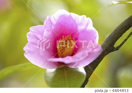 詫び助の花 茶道の写真素材