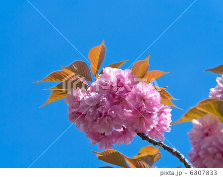 関山桜 八重桜の写真素材