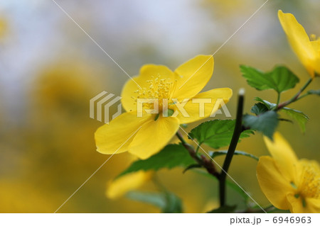 山吹の花の写真素材