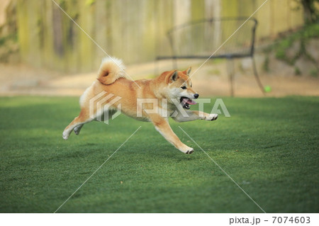 柴犬 犬 走る 疾走 全身の写真素材
