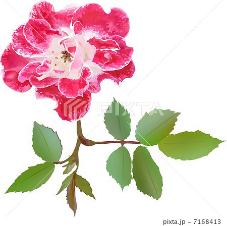 花 薔薇 ６月の花 庭の花のイラスト素材