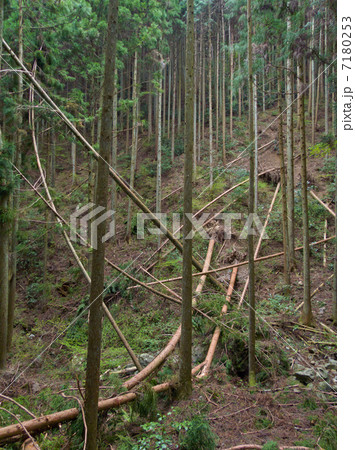 山林 倒木 注意 倒れるの写真素材
