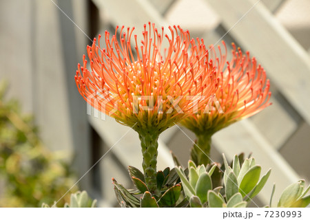 コーディフォリウム 花 花園 ピンクッションの写真素材