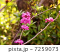 シロバナハナズオウ 花言葉 目覚め Cercis Chinensis Cv Albaの写真素材