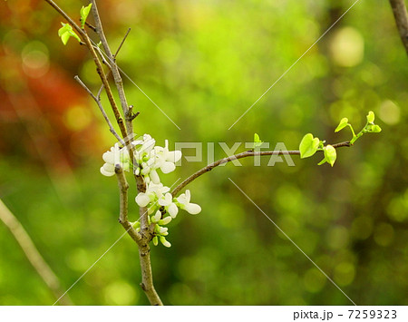 サーシス 花の写真素材