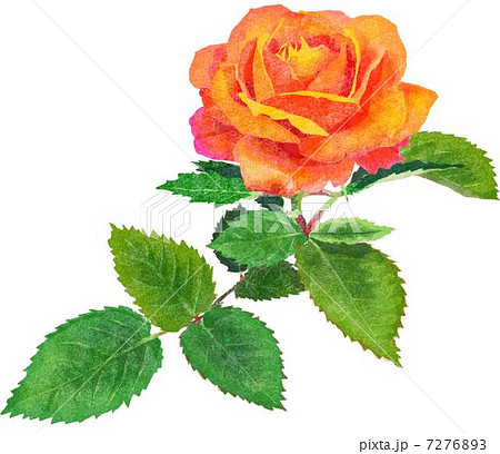 花 薔薇 ６月の花 庭の花のイラスト素材