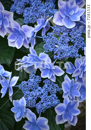 紫陽花 ガクアジサイ 金平糖 額紫陽花の写真素材