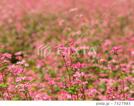 絵画　赤蕎麦の花 📍長野県 赤そばの里 / Akasoba no sato, Nagano Japan 📷 3rd