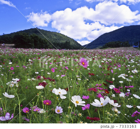 コスモス畑 花畑 花 面白山高原の写真素材