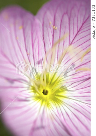 月見草の写真素材 - PIXTA